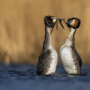 Pair of Great crested grebes (Podiceps cristatus) performing the weed dance during courtship, The Netherlands, Europe. March