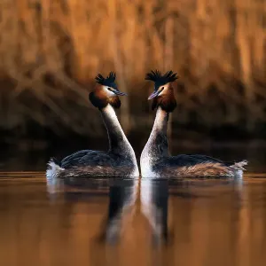 Pair of Great crested grebes (Podiceps cristatus) mimicking each others movements during courtship dance, The Netherlands, Europe. March Pair of Great crested grebes (Podiceps cristatus) mimicking each others movements during courtship dance, The Netherlands, Europe. March