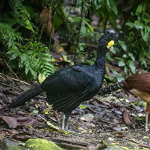 Pair of Great curassow (Crax rubra), La Selva Biological Station, Costa Rica