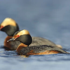 Pair of Horned Grebes (Podiceps auritus) in breeding plumage, on water, Southeast Alberta, Canada