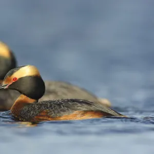 Pair of Horned Grebes (Podiceps auritus) in breeding plumage, on water, Southeast Alberta, Canada