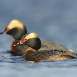 Pair of Horned Grebes Print, Southeast Alberta, Canada Pair of Horned Grebes Print, Southeast Alberta, Canada