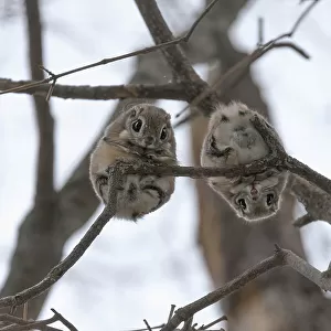Pair of Japanese dwarf flying squirrels (Pteromys volans orii) during the reproductive season, on branch nlooking down, Hokkaido, Japan. The female is on the left, male right