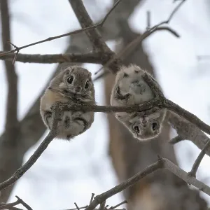 Japanese Dwarf Flying Squirrel Print Japanese Dwarf Flying Squirrel Print