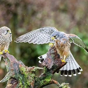 Pair of Kestrels (Falco tinnunculus) perched on tree stump in rain, UK. March
