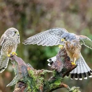 Pair of Kestrels (Falco tinnunculus) perched on tree stump in rain, UK. March Pair of Kestrels (Falco tinnunculus) perched on tree stump in rain, UK. March