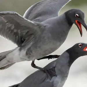 Un couple de mouettes à tête noire (Leucophaeus fuliginosus) en période de parade, île Genovesa, îles Galapagos, Équateur. Un couple de mouettes à tête noire (Leucophaeus fuliginosus) en période de parade, île Genovesa, îles Galapagos, Équateur.