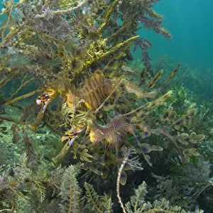 A pair of Leafy Seadragons (Phycodurus eques) camouflaged sheltering amongst seaweeds