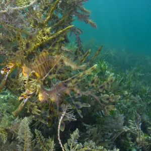 A pair of Leafy Seadragons (Phycodurus eques) camouflaged sheltering amongst seaweeds