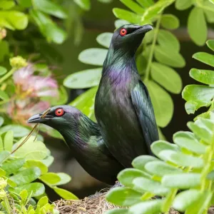 Pair of Metallic starlings (Aplonis metallica) collecting nesting material, Tully Falls, Queensland, Australia Pair of Metallic starlings (Aplonis metallica) collecting nesting material, Tully Falls, Queensland, Australia
