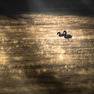 Pair of Mute swans (Cygnus olor) at sunrise on misty lake. Poland, March