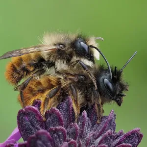 Pair of Red mason bees (Osmia bicornis) mating on wallflower in garden. Hertfordshire, England, UK. May. Focus Stacked Pair of Red mason bees (Osmia bicornis) mating on wallflower in garden. Hertfordshire, England, UK. May. Focus Stacked