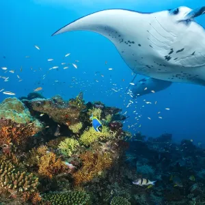 Reef mantas at a coral reef cleaning station Print Reef mantas at a coral reef cleaning station Print