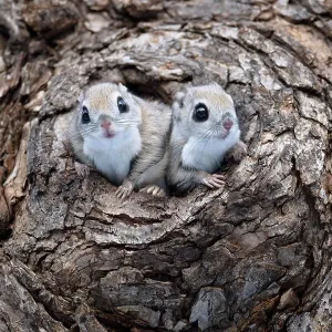 Siberian Flying Squirrel Nest Print Siberian Flying Squirrel Nest Print