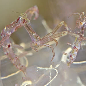 Pair of Skeleton shrimps (Caprella linearis) male on left, living on lightbulb tunicates