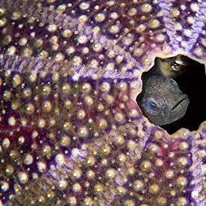 Pair of Spot gobies (Gobiusculus flavescens) nesting in a old Common sea urchin