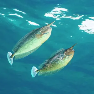 Pair of Spotted unicornfish (Naso brevirostris) courtship display above the reef, Ari Atoll, Maldives, Indian Ocean Pair of Spotted unicornfish (Naso brevirostris) courtship display above the reef, Ari Atoll, Maldives, Indian Ocean