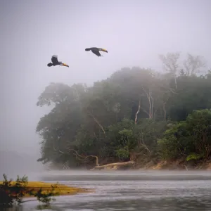 A pair of Toco Toucans (Ramphastos toco) flying across the Piquiri River at dawn