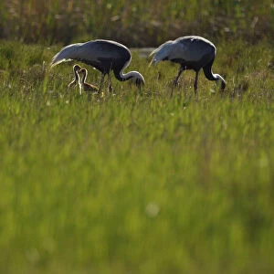 Pair of White-naped crane (Grus vipio) with two chicks walking in grassland beside water
