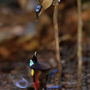Pair of Wilson's birds of paradise (Cicinnurus respublica), male performing courtship display to female from a small sapling in the middle of his display court, Batanta Island, West Papua, Indonesia