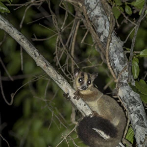 Pale fork-marked lemur (Phaner pallescens) in search for food at night, Kirindy Deciduous Forest