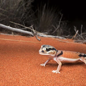 Pale knob-tailed gecko (Nephrurus laevissimus), Mt. Connor area, Northern Territory