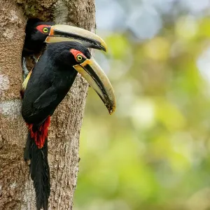 Pale-mandibled aracaris (Pteroglossus erythropygius) pair, at entrance to nest hole in tree, Choco rainforest, Los Bancos, Pichincha, Ecuador Pale-mandibled aracaris (Pteroglossus erythropygius) pair, at entrance to nest hole in tree, Choco rainforest, Los Bancos, Pichincha, Ecuador