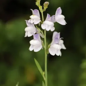 Pale toadflax Print, a rare plant in Surrey