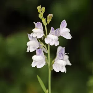 Pale toadflax (Linaria repens), a rare plant in Surrey. Park Downs