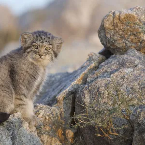 Pallas cat kittens (Otocolobus manul) Sukhe-Batar Aimag, South Gobi Desert, Mongolia