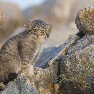 Pallas Cat Kittens Print Pallas Cat Kittens Print