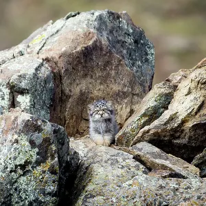 Gatito de Pallas (Otocolobus manul) esperando en madriguera a que la madre regrese, Mongolia. Junio. 2017. Grabado para la serie Big Cats de BBC. Gatito de Pallas (Otocolobus manul) esperando en madriguera a que la madre regrese, Mongolia. Junio. 2017. Grabado para la serie Big Cats de BBC.