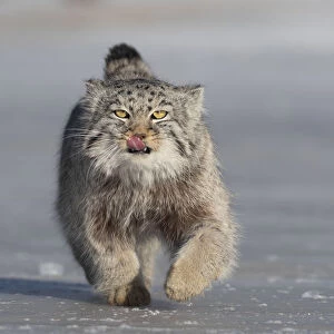 Pallass cat (Otocolobus manul) licking lips whilst running over ice. East Mongolia