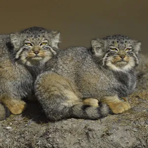 Pallass cat (Otocolobus manul) two sitting side by side, Tibetan Plateau, Qinghai