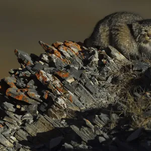 Le pallas cat (Otocolobus manul) Plateau tibétain, Qinghai, Chine. Le pallas cat (Otocolobus manul) Plateau tibétain, Qinghai, Chine.