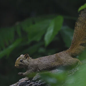 Pallass squirrel (Callosciurus erythraeus) at Tongbiguan Nature Reserve, Dehong Prefecture