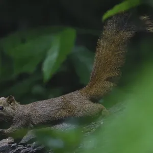 Pallass squirrel (Callosciurus erythraeus) at Tongbiguan Nature Reserve, Dehong Prefecture Pallass squirrel (Callosciurus erythraeus) at Tongbiguan Nature Reserve, Dehong Prefecture