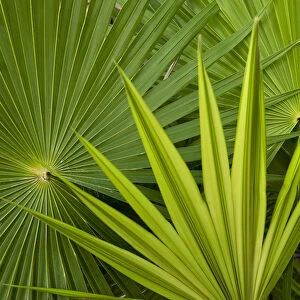 Palm Frond detail. Mahahual Penninsula, South Yucatan Peninsula, Mexico
