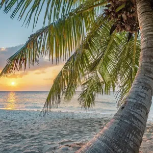 Palm Tree Print, Sunset Beach Scene Palm Tree Print, Sunset Beach Scene