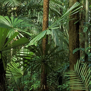 Palm trees (Licuala valida) in swamp forest, Lambir NP, Borneo, Sarawak, Malaysia