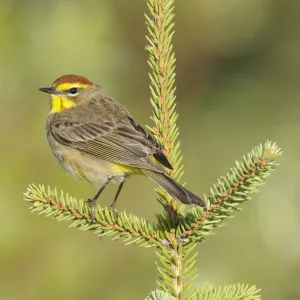 Palm Warbler (Dendroica palmarum) male perched on pine, in breeding plumage (western subspecies D