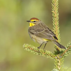 Palm Warbler Print Palm Warbler Print