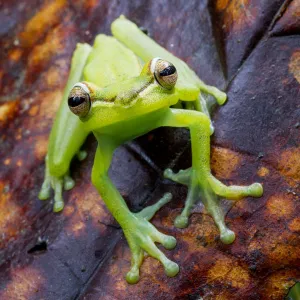 Palmar tree frog (Boana / Hypsiboas pellucens) on leaf, Canande, Esmeraldas, Ecuador