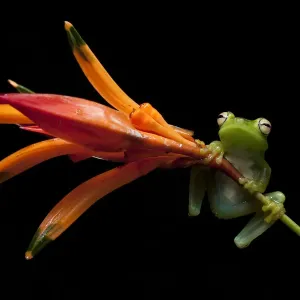 Palmar tree frog print on plant stem, Mindo, Ecuador Palmar tree frog print on plant stem, Mindo, Ecuador