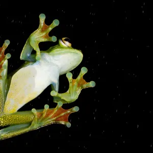Palmar tree frog (Boana / Hypsiboas pellucens) underside seen through glass showing Palmar tree frog (Boana / Hypsiboas pellucens) underside seen through glass showing