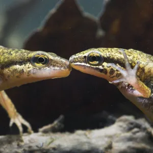 Palmate newt (Triturus helveticus) male and female underwater, captive