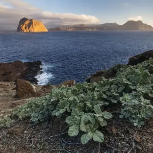 Sphaeralcea palmeri (globemallow de Palmer) y vista hacia la isla Toro. Sphaeralcea palmeri (globemallow de Palmer) y vista hacia la isla Toro.