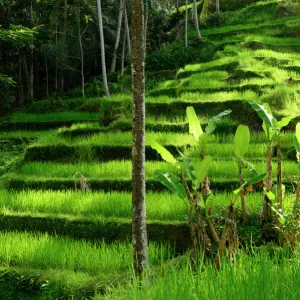 Palms growing in front of Rice (Oryza sativa) terrace. Jatiluwih Green Land, Bali, Indonesia