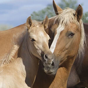 Palomino Peruvian paso mare and foal, Sante Fe, New Mexico, USA