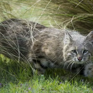 Pampas Cat Print - Argentina Pampas Cat Print - Argentina